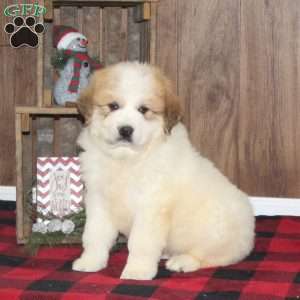 Rolo, Great Pyrenees Puppy